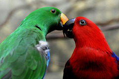 2 of  US 3509889827 o Parrots IPER