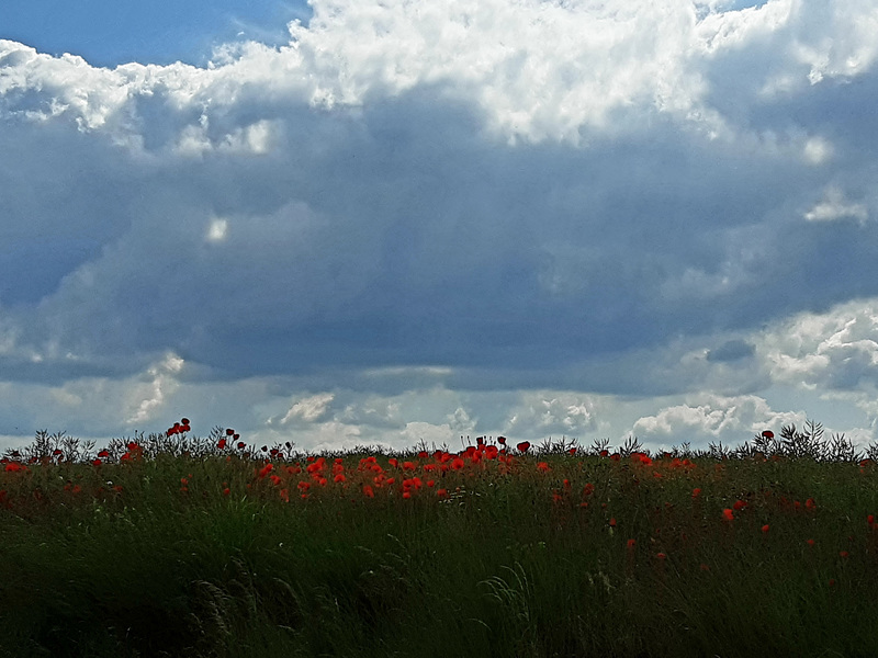 Red poppy's