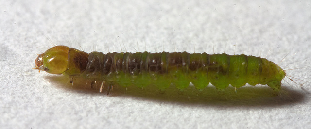 IMG 2590 Caterpillarv2