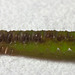 IMG 2590 Caterpillarv2