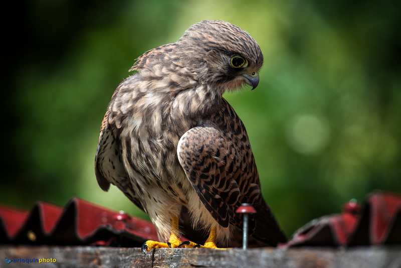 Our kestrels have been leaving the nest.