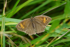 Ochsenauge im Gras