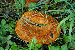 Schöner Pilz im Meenstal