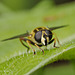 Hoverfly (Helophilus pendulus)
