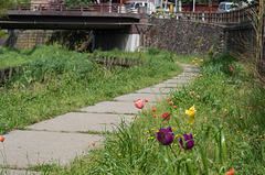 Tulips and poppies