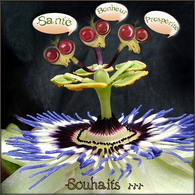 Souhaits