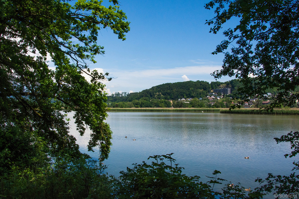 am Klingnauer Stausee (© Buelipix)