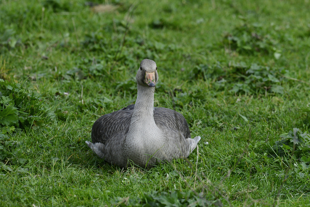 Branta canadensis