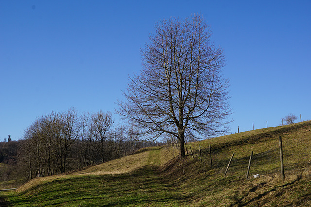 Kirsche am Sonnenhang