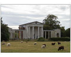 Ayot St Lawrence (with sheep)