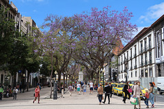 Jacaranda avenue