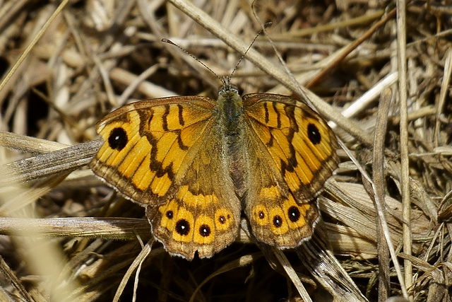 Mauerfuchs ♀