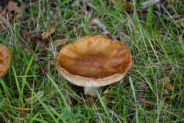 Pilz im Gras