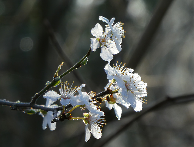 Blüten einer Wildkirsche im Sonnenlicht