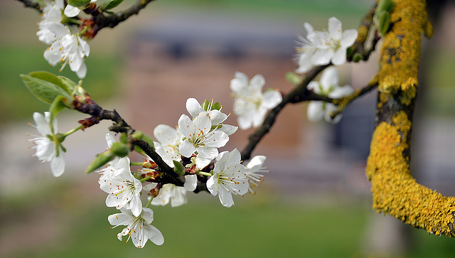 Blüten am Zwetschgenbaum