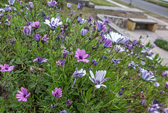 Winter flowers