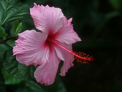 Hibiscus