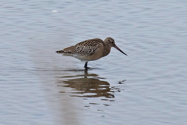 20140910 5031VRAw [NL] Pfuhlschnepfe (Limosa lapponica),  Terschelling
