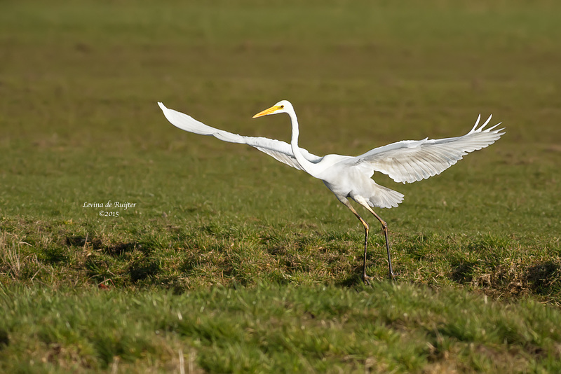 Great Egret / Grote Zilverreiger (Ardea Alba)