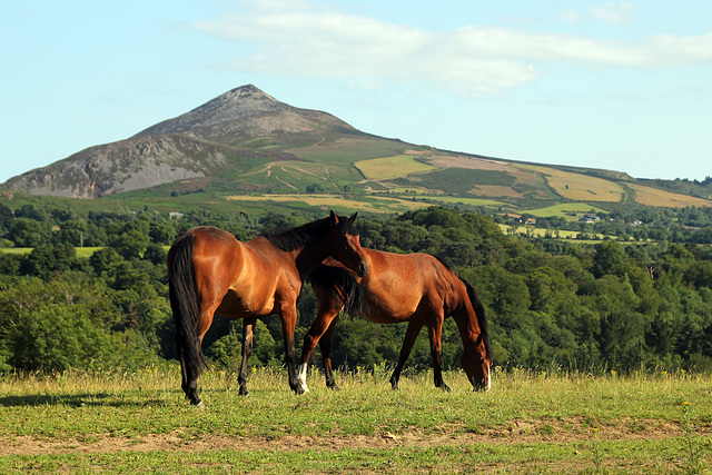 Great Sugar Loaf