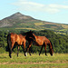 Great Sugar Loaf