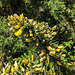 20190610 4967CPw [R~GB] Gallischer Stechginster (Ulex gallii), Wanderung auf dem Pembrokeshire-Coast-Path, Cwm yr Eglwys, Dinas, Wales