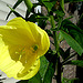 Teunisbloem (Oenothera)