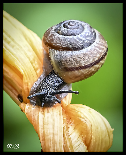 Garden Snail