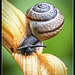 Garden Snail