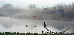 1 Cormoran  on tree trunk bench, early in the morning.