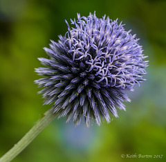 Globe Thistle