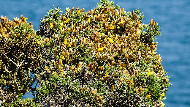 20190610 4968CPw [R~GB] Gallischer Stechginster (Ulex gallii), Wanderung auf dem Pembrokeshire-Coast-Path, Cwm yr Eglwys, Dinas, Wales