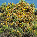 20190610 4968CPw [R~GB] Gallischer Stechginster (Ulex gallii), Wanderung auf dem Pembrokeshire-Coast-Path, Cwm yr Eglwys, Dinas, Wales