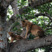 Uganda, Lioness Mom with Her Cub