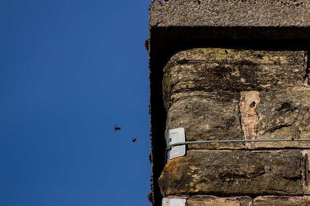 Tree Bumblebees