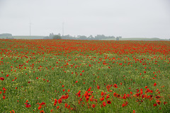 Ein Feld aus Saatmohn