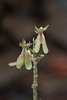 Neottia smallii (Appalachian Twayblade orchid, Kidney-leaf Twayblade orchid)