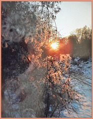 Through forest tendrils