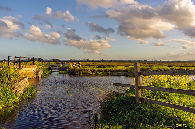 Evening Golds on the Levels