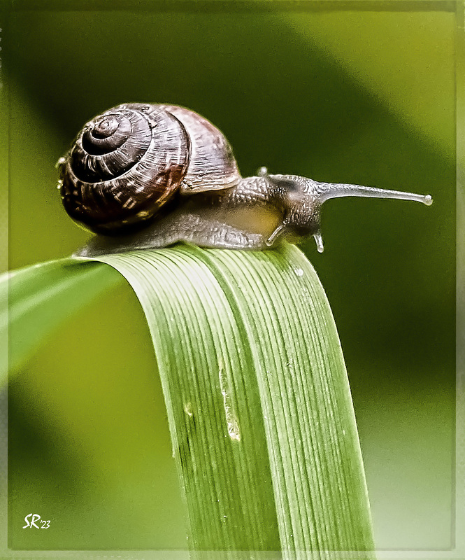 Garden Snail