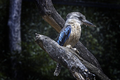 Zoo de La Boissière du Doré.