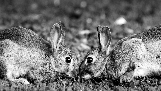Face-off