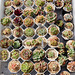 Succulents for sale