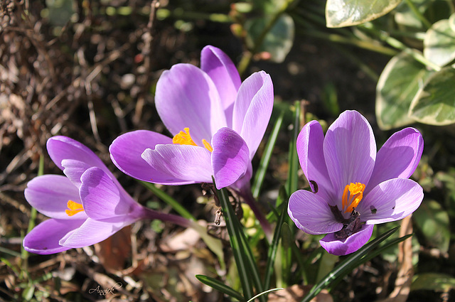 Crocus