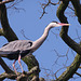 The big blue heron in a tree