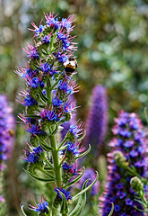 Zurück von der Blumeninsel Madeira - Back from the Flower Island Madeira