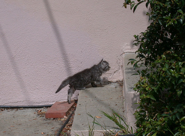 Feral cat family (1724)