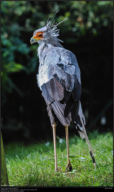 IMG 8459.jpg 2017 09 16  Zoo Planckendael II