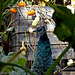 TERRA BOTANICA