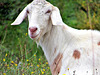 Goat On a Local Farm.